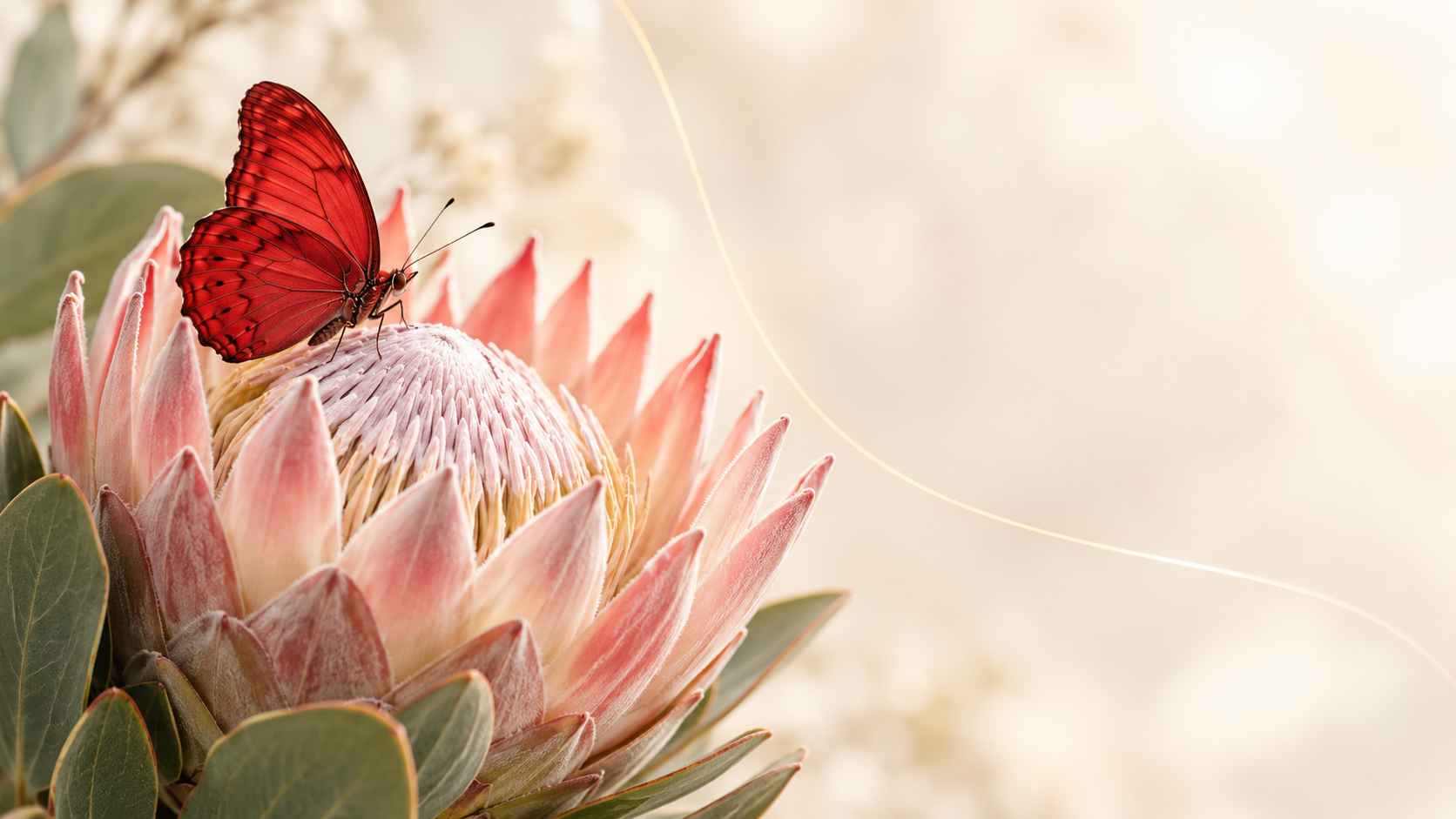 A red butterfly rests on a protea in soft light